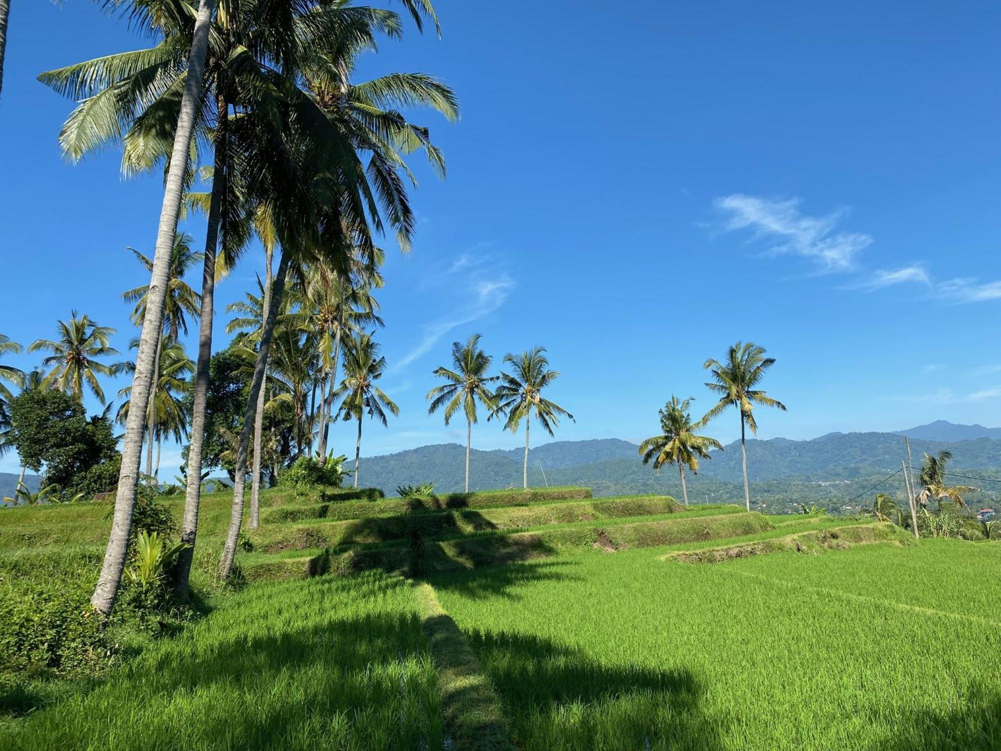 Mayong Bali Villa And Hostel Munduk Eksteriør bilde