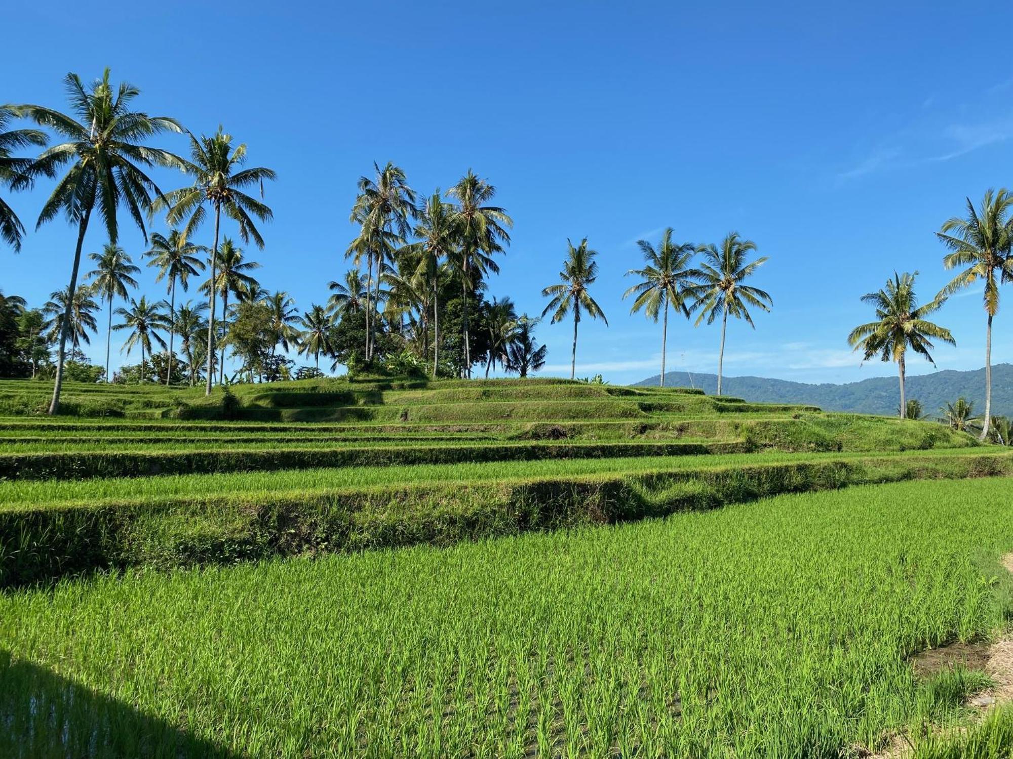 Mayong Bali Villa And Hostel Munduk Eksteriør bilde